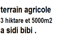 terrain agricole de 3 hiktare 5000 m2 a sidi bibi .