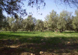 Terrain 12500 m2 zone urbaine Taroudant