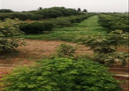 Ferm à vendre à Berkan 4.5 hectares tar
