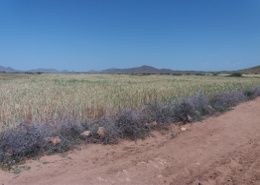 Terrain Agricole 76 hectares Plats à Vendre 22 kms Marrakech