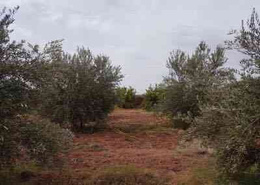 Une ferme de 25 hectares 20 harts et 50 centiares (252.050 m²) situé au douar Oulad ABOU conservatio