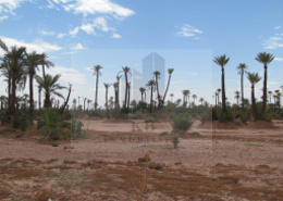 Terrain for vendre in Palmeraie - Marrakech