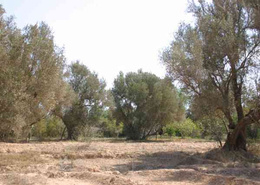 Terrain for vendre in Taroudant - Taroudant