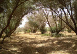 Terrain 5000M² à vendre à taroudant