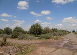 Route de Ourika, Affaire à saisir Vente terrain à 8km de Marrakech