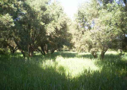 Terrain for vendre in Taroudant - Taroudant