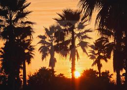 Terrain for vendre in Agdal - Marrakech