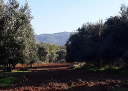 Terrain for vendre in Ait Ourir - Marrakech