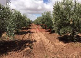Terrain for vendre in Targa - Marrakech